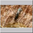 unbekannte wespe 02b 3mm.jpg